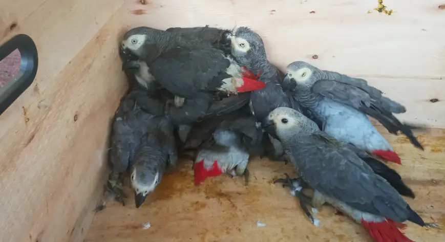 Les perroquets gris ont récemment été inscrits sur la liste rouge de l'Union Internationale pour la Conservation de la Nature.
