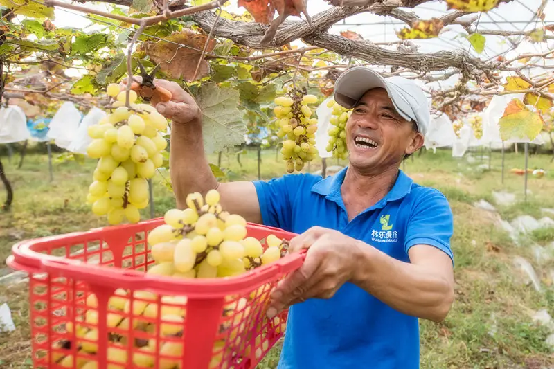A farmer picks grapes at a family farm in Fanyang township, Fanchang district, Wuhu city, east China’s Anhui province, Sept. 25, 2021. (Photo by Xiao Benxiang/People’s Daily Online)