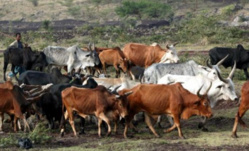 La Conférence ministérielle africaine sur la météorologie (AMCOMET) présente la première Conférence climatique africaine, du 15 au 18 octobre 2013 La Conférence ministérielle africaine sur la météorologie (AMCOMET) présente la première Conférence climatique africaine, du 15 au 18 octobre 2013
