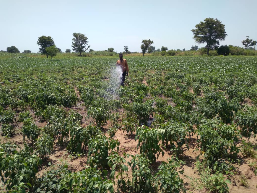 Tchad : au Logone Occidental, le groupement agricole Mekoloum se positionne dans le maraîchage Tchad : au Logone Occidental, le groupement agricole Mekoloum se positionne dans le maraîchage