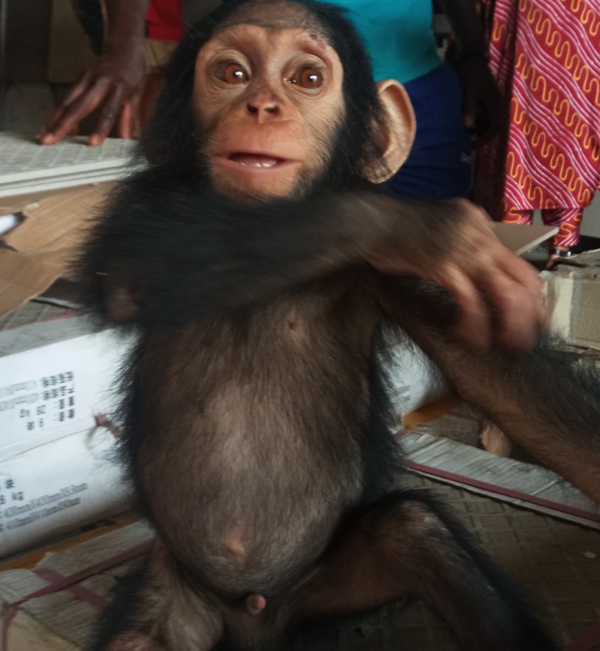 Cameroun : quatre personnes arrêtées pour trafic de chimpanzé à Douala Cameroun : quatre personnes arrêtées pour trafic de chimpanzé à Douala