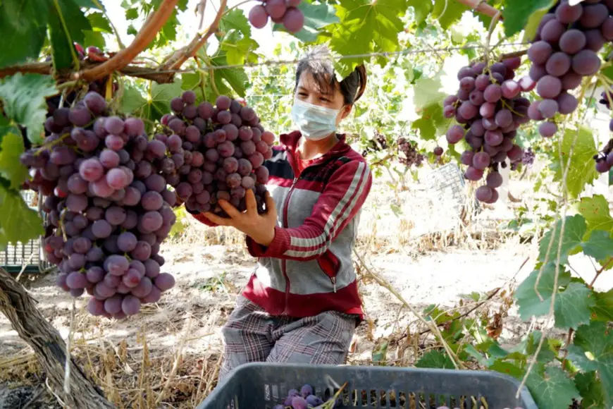 Photo taken on Oct. 8, 2021 shows a farmer picking grapes in an orchard in Wensu county, Aksu prefecture, northwest China’s Xinjiang Uygur autonomous region. In recent years, Wensu county has made good use of its natural conditions and advantageous geographical location to vigorously develop leisure agriculture featuring characteristic grape planting, fruit-picking experience in eco-friendly orchards, and sightseeing tours. The endeavor has effectively increased the income of local farmers and boosted the rural vitalization drive of the locality. (Photo by Yan Shoulin/People’s Daily Online)