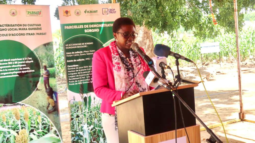Tchad : l’ITRAD et l'ICRISAT organisent une journée portes ouvertes