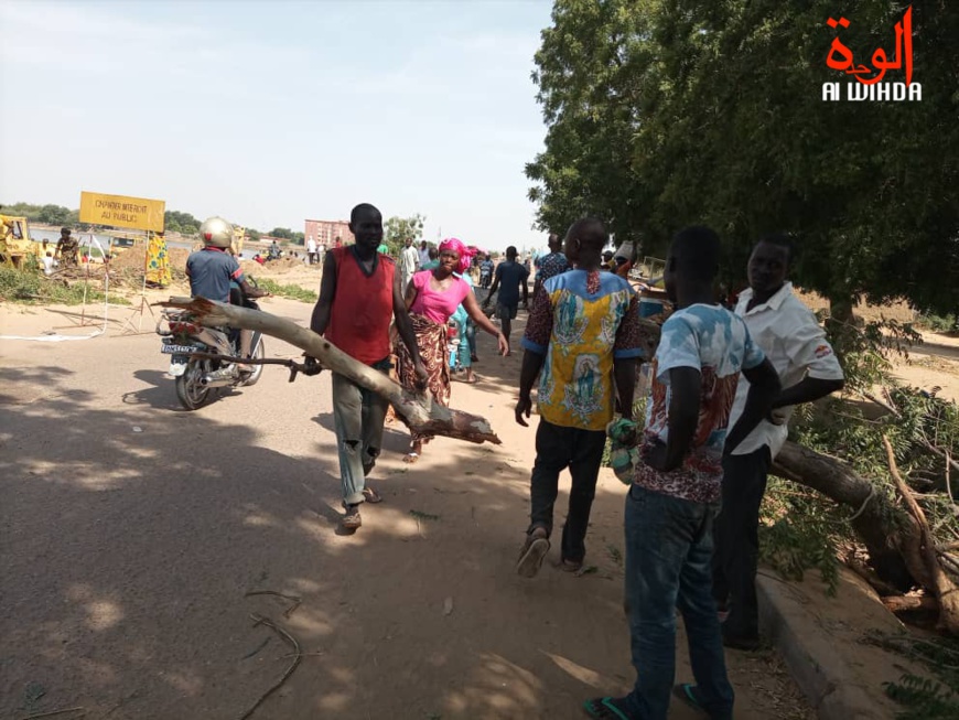 N'Djamena : un déracinement d'arbres entraîne une bagarre pour le bois de chauffe