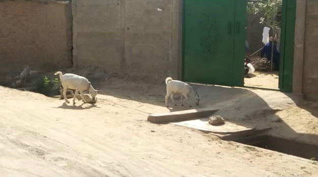 Tchad : la divagation des animaux sur la voie publique, source de nuisance à N'Djamena Tchad : la divagation des animaux sur la voie publique, source de nuisance à N'Djamena