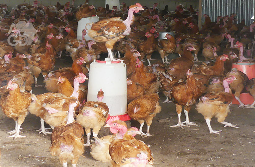 Togo : vers une meilleure coopération entre les acteurs de la chaîne de production locale Togo : vers une meilleure coopération entre les acteurs de la chaîne de production locale