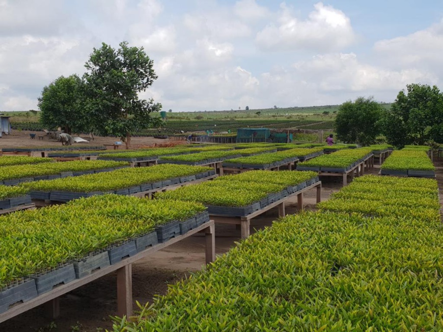 Congo : début de la plantation de plus d’un million d’arbres sur les plateaux Batéké