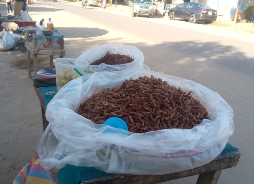 Tchad : les criquets frits abondent les rues de Ndjamena Tchad : les criquets frits abondent les rues de Ndjamena