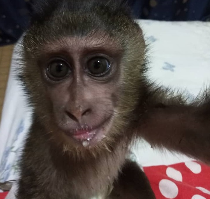 Cameroun : trois personnes arrêtées avec un bébé drill à Bafang Cameroun : trois personnes arrêtées avec un bébé drill à Bafang