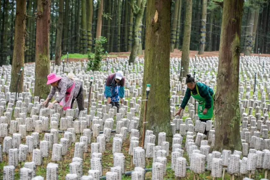 Villagers check the growth of agarics in an underwood farm in Huazuo township, Nayong county, Bijie, southwest China's Guizhou province, May 26, 2021. (Photo by Luo Dafu/People's Daily Online)