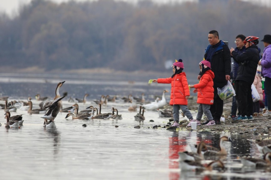 Citizens feed swan gooses, ruddy shelducks, and mallards by the Hunhe River, Shenyang, northeast China’s Liaoning province, Nov. 20, 2021. (Photo by Cui Kai/People’s Daily Online) Citizens feed swan gooses, ruddy shelducks, and mallards by the Hunhe River, Shenyang, northeast China’s Liaoning province, Nov. 20, 2021. (Photo by Cui Kai/People’s Daily Online)