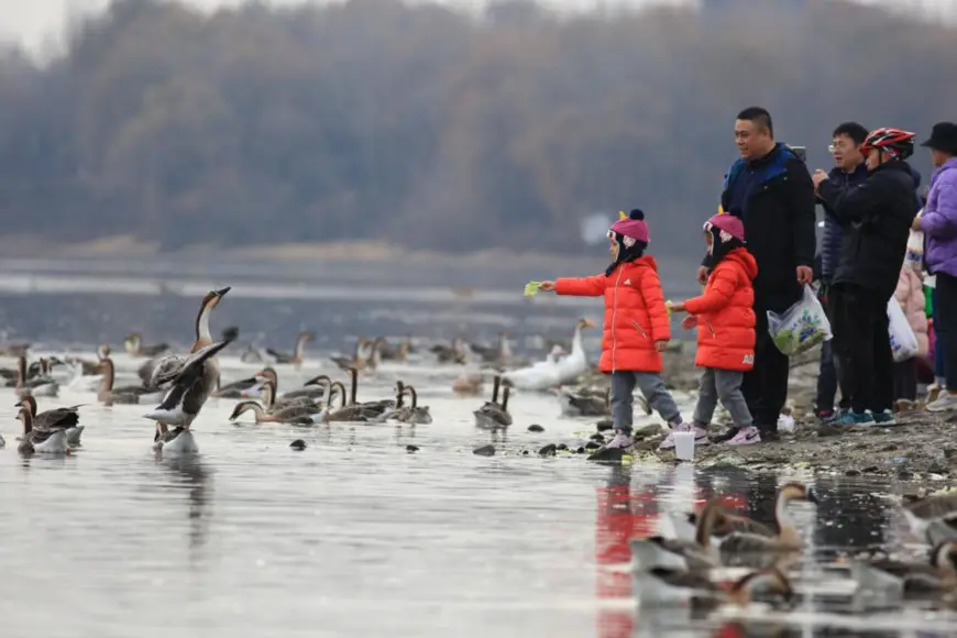 Citizens feed swan gooses, ruddy shelducks, and mallards by the Hunhe River, Shenyang, northeast China’s Liaoning province, Nov. 20, 2021. (Photo by Cui Kai/People’s Daily Online)