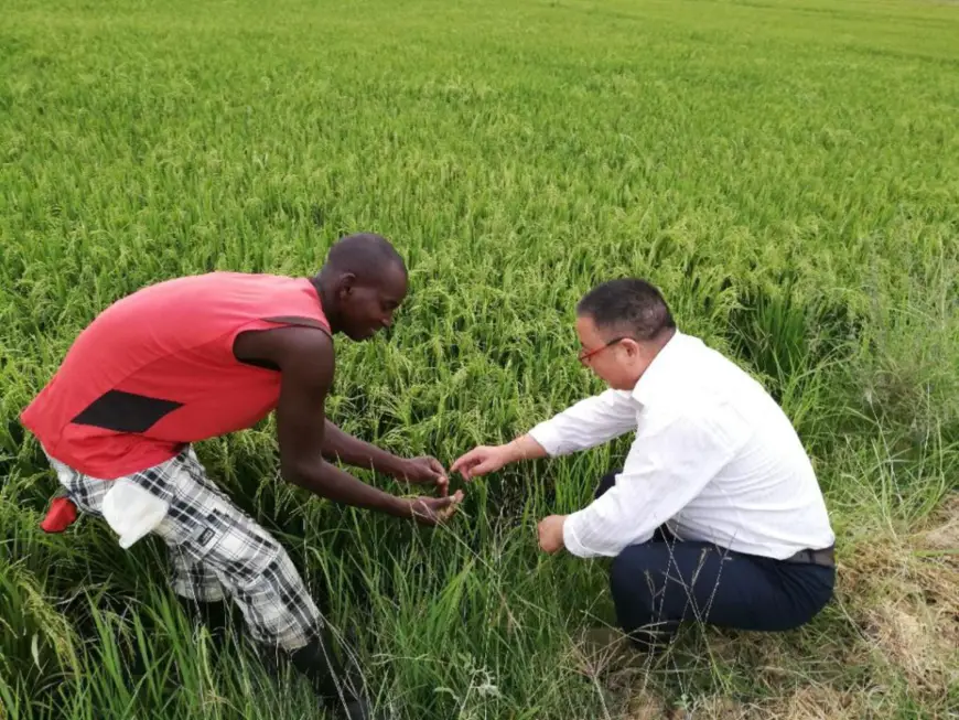 A Chinese agricultural expert offers technical guidance to a local technician in Senegal, June 24, 2019. (Photo provided by the agricultural expert team sent by China to Senegal as an aid to the country’s development)