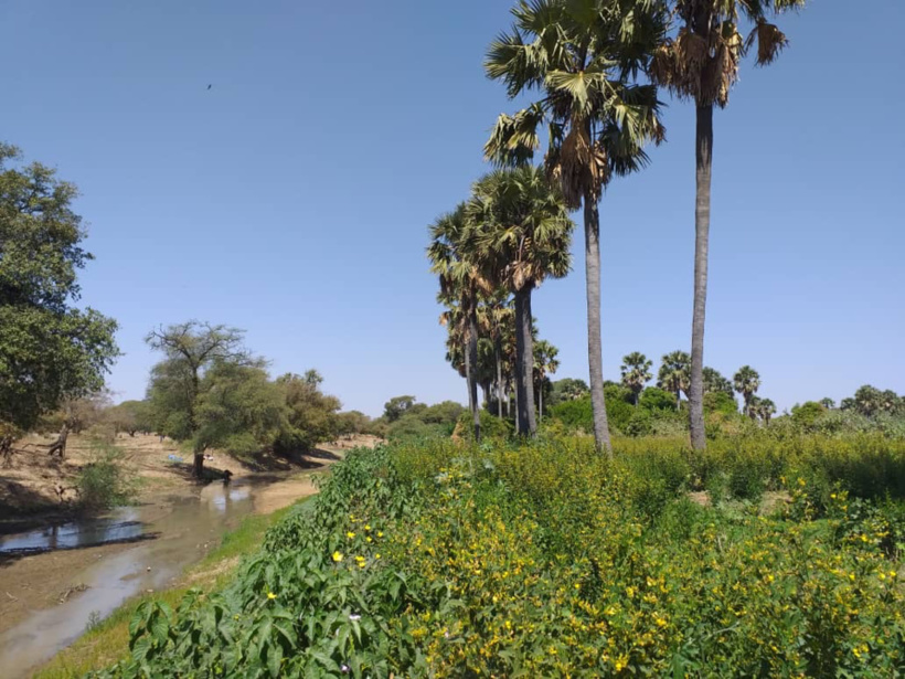 Tchad : un père et son fils assassinés pour des chèvres au Sila 