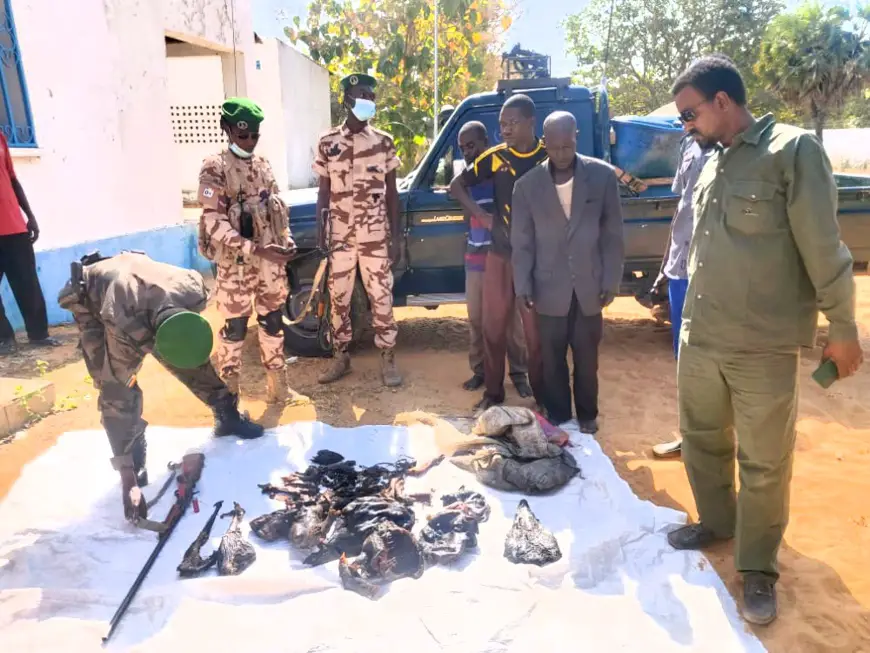 Tchad :  3 braconniers arrêtés ; ils ont abattu une hyène, une gazelle et un phacochère