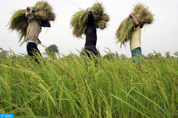 Nigeria : la Bad accorde un prêt de 210 millions $ pour les zones de transformation agroalimentaire