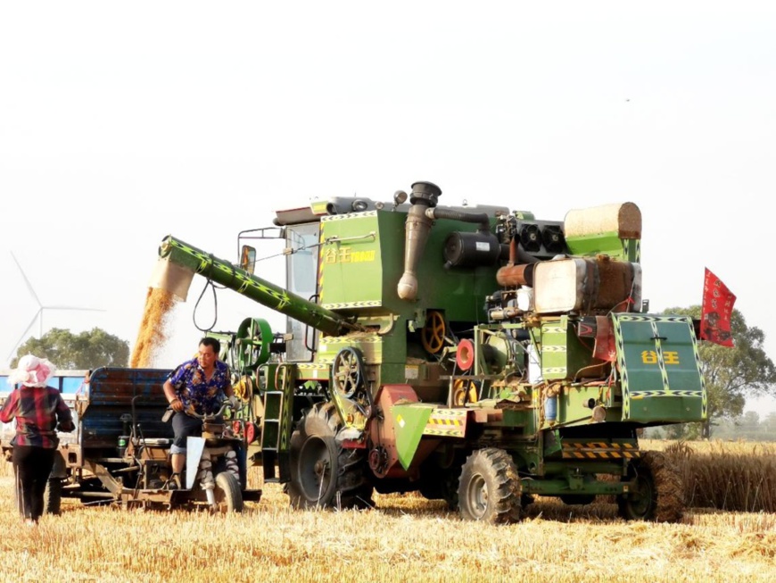 Farmers harvest wheat in a field in Dazhaozhai village, Langzhong township, Puyang county, central China’s Henan province, June 8, 2021. (Photo by Zhao Shaohui/People’s Daily Online)