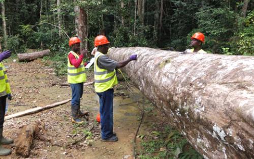 COMIFAC : Une dimension régionale pour la gestion durable des forêts du bassin du Congo