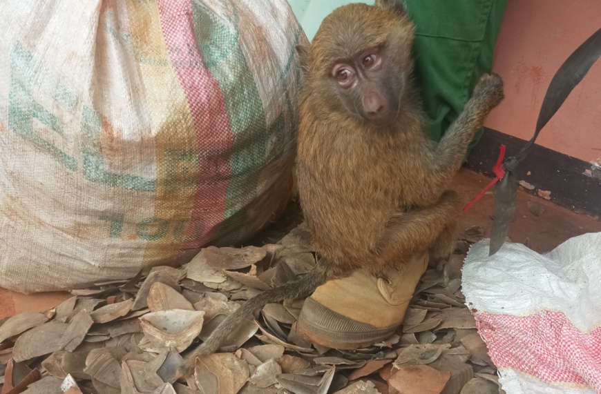 Cameroun : un trafiquant faunique traduit en justice à Nanga Eboko Cameroun : un trafiquant faunique traduit en justice à Nanga Eboko