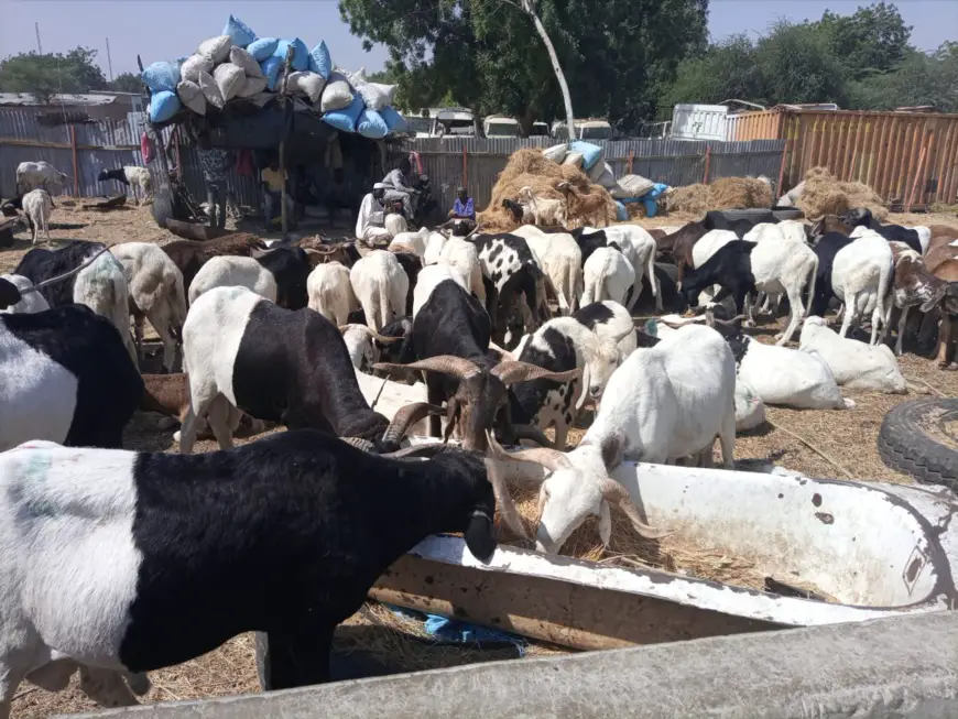 Tchad : les prix des moutons et chèvres grimpent pour les fêtes