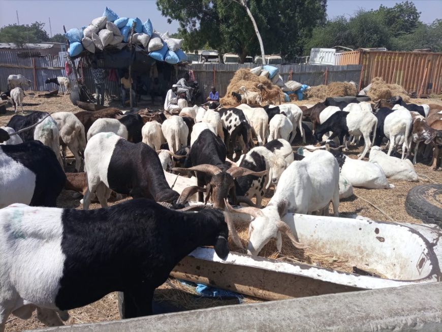 Tchad : les prix des moutons et chèvres grimpent pour les fêtes Tchad : les prix des moutons et chèvres grimpent pour les fêtes
