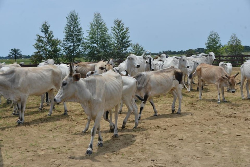 L'un des ranchs de Denis Sassou N'Guesso à Oyo ( photo d'archives) L'un des ranchs de Denis Sassou N'Guesso à Oyo ( photo d'archives)