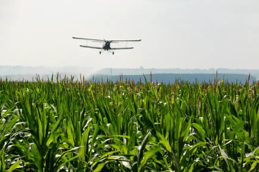 A drone sprays nutrient solution over a corn field at Wudalianchi farm, Heihe city, northeast China’s Heilongjiang province, July 21, 2021. (Photo by Lu Wenxiang/People’s Daily Online)