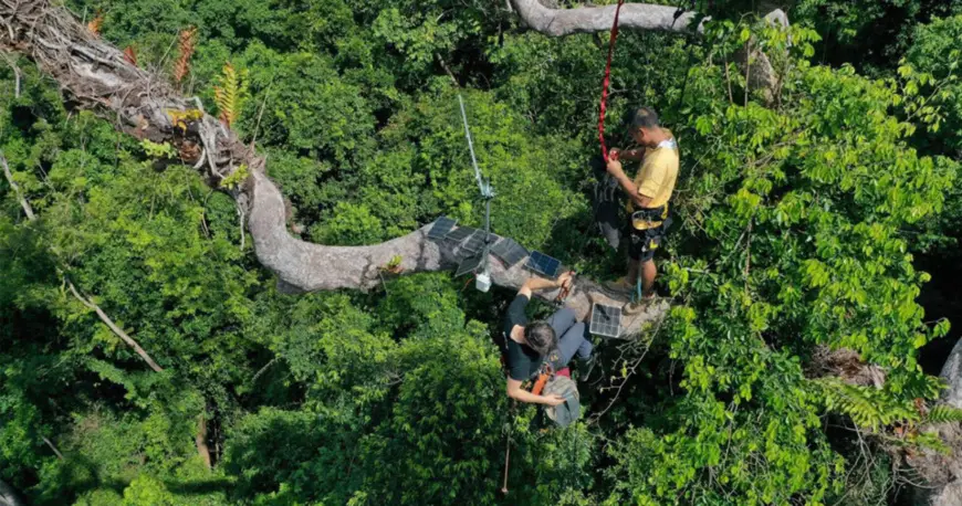 Photo shows workers installing Guardian system, an ecological acoustic monitoring system developed by Chinese telecom giant Huawei, in the Palawan rainforest in the Philippines. (Photo/www.huawei.com)