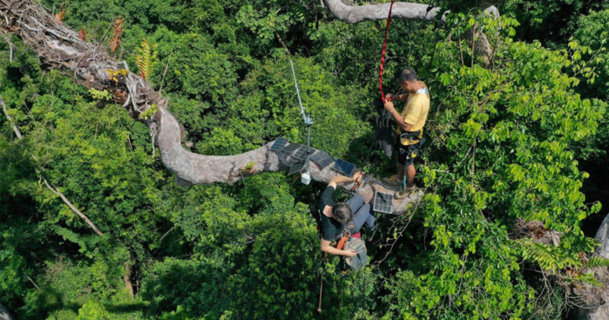 Photo shows workers installing Guardian system, an ecological acoustic monitoring system developed by Chinese telecom giant Huawei, in the Palawan rainforest in the Philippines. (Photo/www.huawei.com)