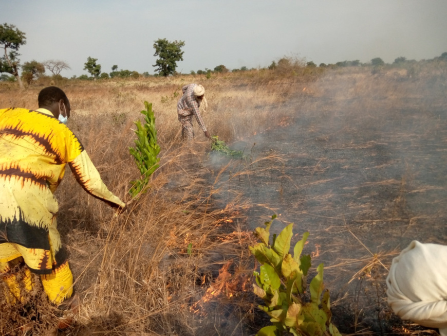 Tchad : Nya Pendé, après le 31 décembre, les champs deviennent un pâturage Tchad : Nya Pendé, après le 31 décembre, les champs deviennent un pâturage