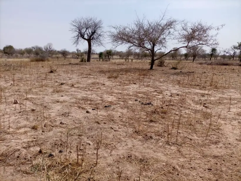 Tchad : des vols de chameaux à l’origine de violences au Sila