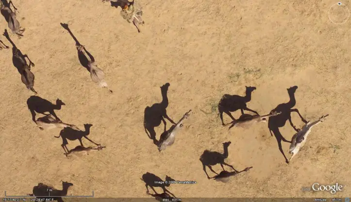 Vue aérienne de chameaux au Tchad. Crédit photo : Sources