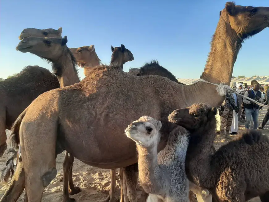 Tchad : des chameaux offerts au PCMT