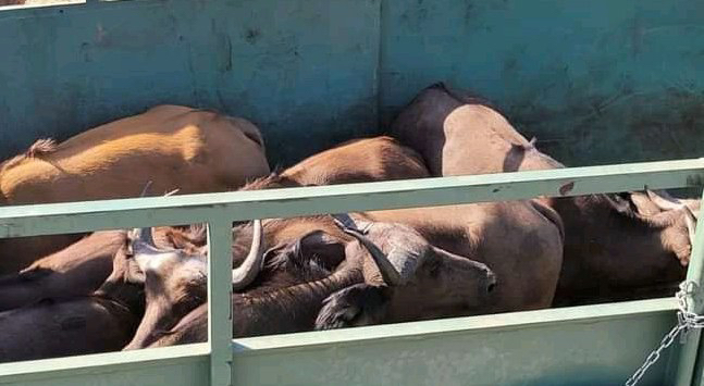 Tchad : des buffles du Parc de Zakouma transférés vers la réserve de Siniaka Minia Tchad : des buffles du Parc de Zakouma transférés vers la réserve de Siniaka Minia