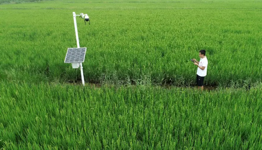 A technician learns the growth of rice with an application on a tablet in a rice planting base in Chenzhuang township, Dongying, east China's Shandong province. (Photo by Zhou Guangxue/People's Daily Online)