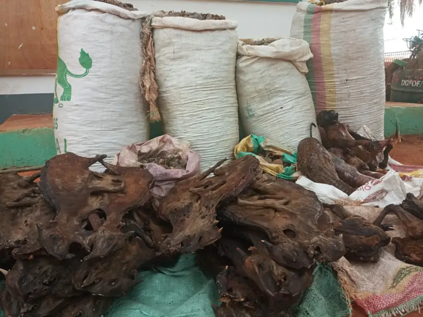 Cameroun : un trafiquant arrêté avec près de 250kg d'écailles de pangolin à Bertoua