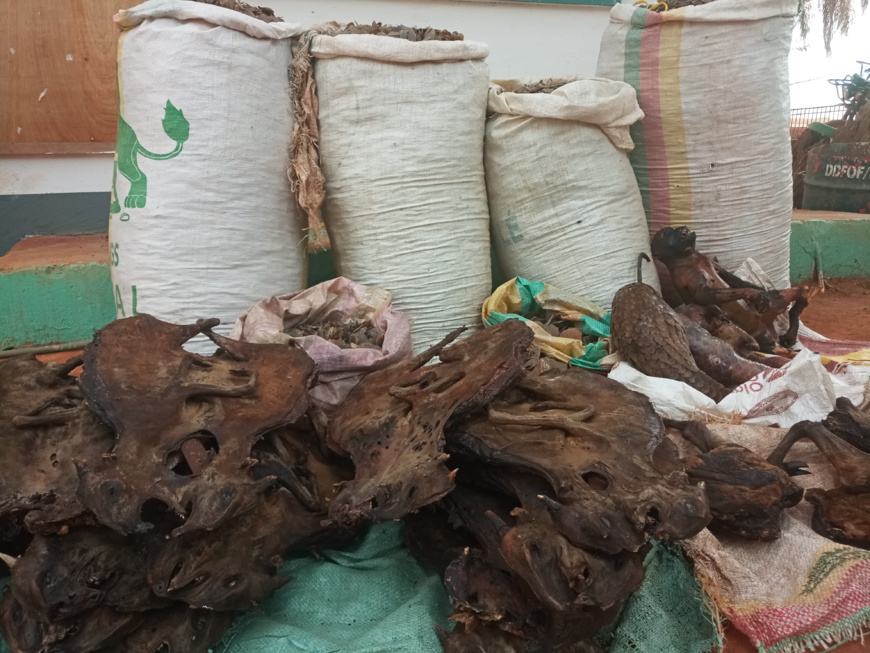 Cameroun : un trafiquant arrêté avec près de 250kg d'écailles de pangolin à Bertoua Cameroun : un trafiquant arrêté avec près de 250kg d'écailles de pangolin à Bertoua