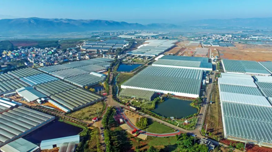 Photo taken on Dec. 8, 2021, shows an aerial view of the flower greenhouses at the national modern agricultural industrial park in Kaiyuan city, southwest China’s Yunnan province. (Photo by Zhang Hongke/People’s Daily Online)