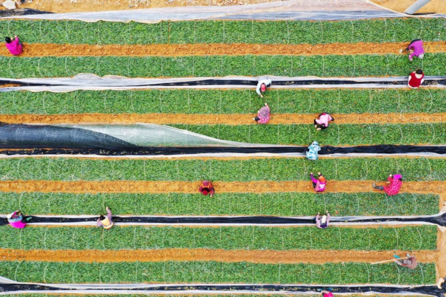 Tea farmers cultivate tea seedlings in Chun’an county, Hangzhou city, east China’s Zhejiang province, Feb. 26, 2022. (Photo by Wang Jianlin/People’s Daily Online)