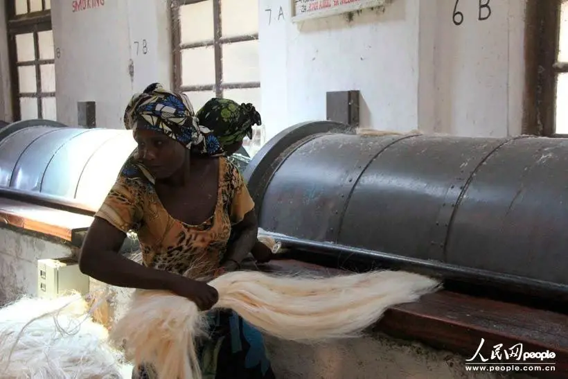 An employee of the Tanzanian branch of the China-Africa Agriculture Investment Co., Ltd. is polishing sisal fibers. (Photo by Yuan Jirong/People's Daily Online)