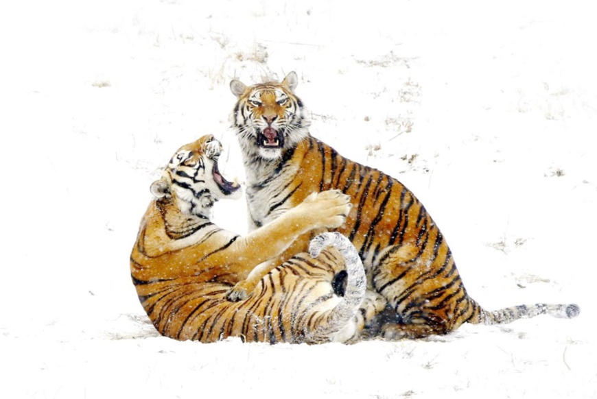 Two Siberian tigers play on the snow. (Photo by Hua Lifu/People's Daily)