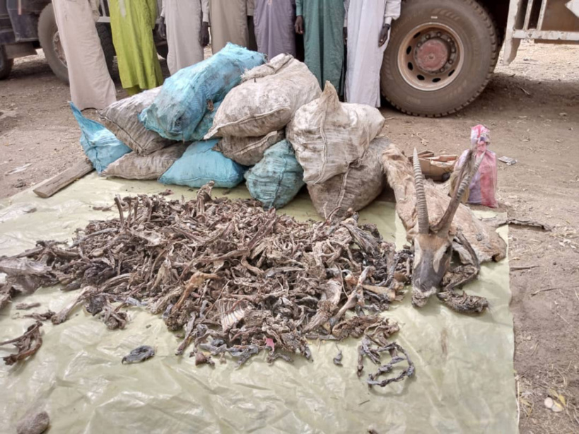 Tchad : 7 braconniers arrêtés au Guera pour trafic de viande d'antilopes et phacochères