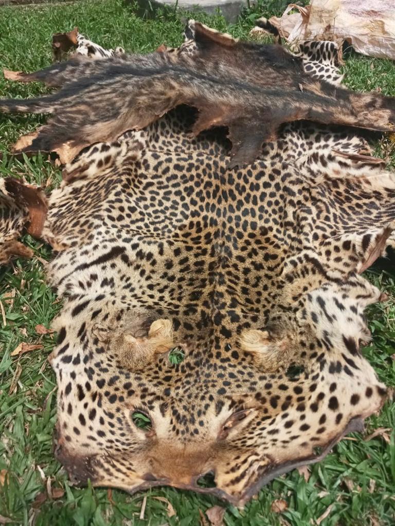 Cameroun : deux hommes arrêtés avec une peau de panthère à Melong Cameroun : deux hommes arrêtés avec une peau de panthère à Melong