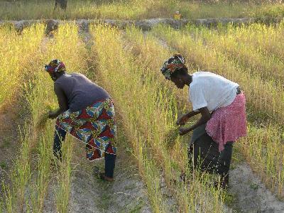 Sénégal/Riz : Des actionnaires de la Spcrs brandissent l’arme pénale pour se faire rembourser Sénégal/Riz : Des actionnaires de la Spcrs brandissent l’arme pénale pour se faire rembourser