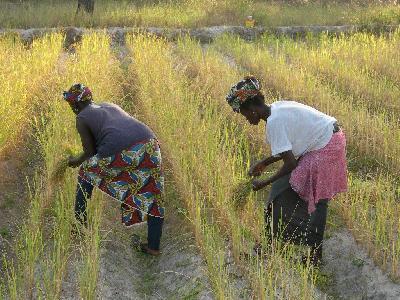 Sénégal/Riz : Des actionnaires de la Spcrs brandissent l’arme pénale pour se faire rembourser