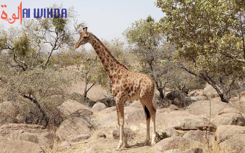 Tchad : une girafe s'échappe du parc de Zakouma et se retrouve dans un village Tchad : une girafe s'échappe du parc de Zakouma et se retrouve dans un village