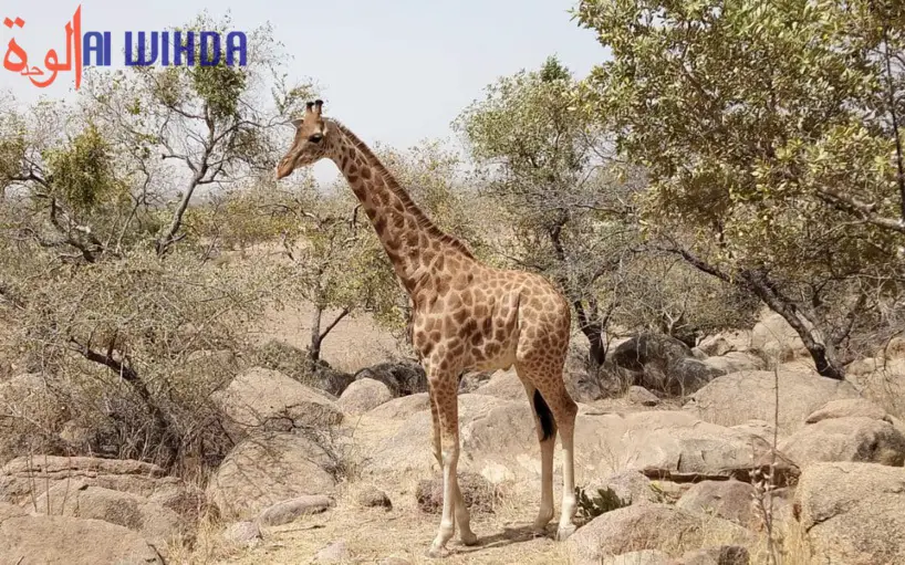 Tchad : une girafe s'échappe du parc de Zakouma et se retrouve dans un village