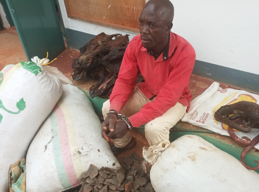 Cameroun : un trafiquant de produits fauniques condamné à plus d'un an de prison ferme à Bertoua Cameroun : un trafiquant de produits fauniques condamné à plus d'un an de prison ferme à Bertoua