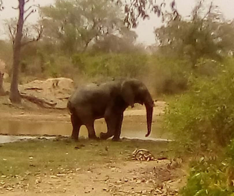 Tchad : des éléphants tuent une fille à Nangassou, dans la Tandjilé