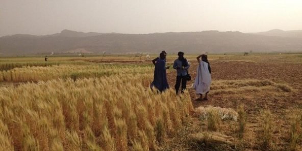 Tchad : urgence pour la culture du blé et sa transformation locale